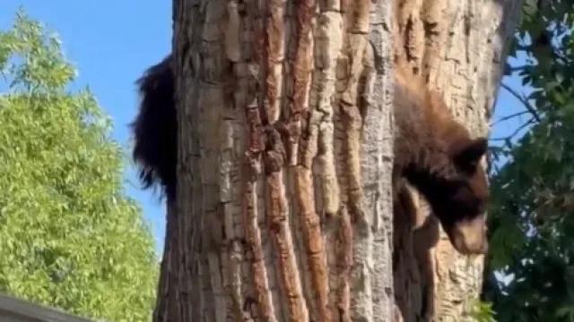 Urso-negro resgatado de árvore no Colorado: "Aterragem não foi suave"