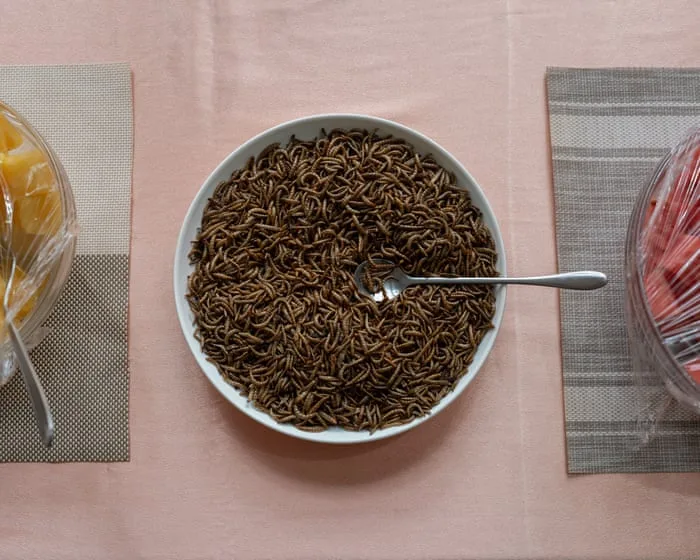 From black soldier flies to mealworms: farming insects for food, fodder and fertiliser in Uganda