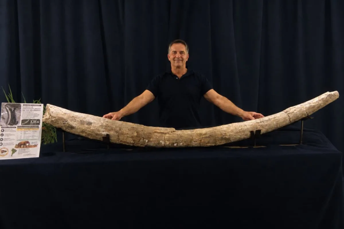Hallaron en San Pedro el colmillo de mastodonte más largo de Sudamérica: “Es una de las piezas más extraordinarias del patrimonio paleontológico de la región”