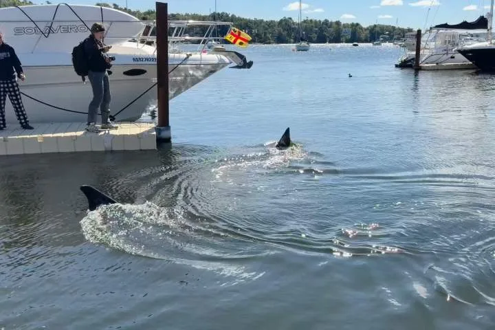 Massive 30-foot basking shark stuns onlookers in Nova Scotia