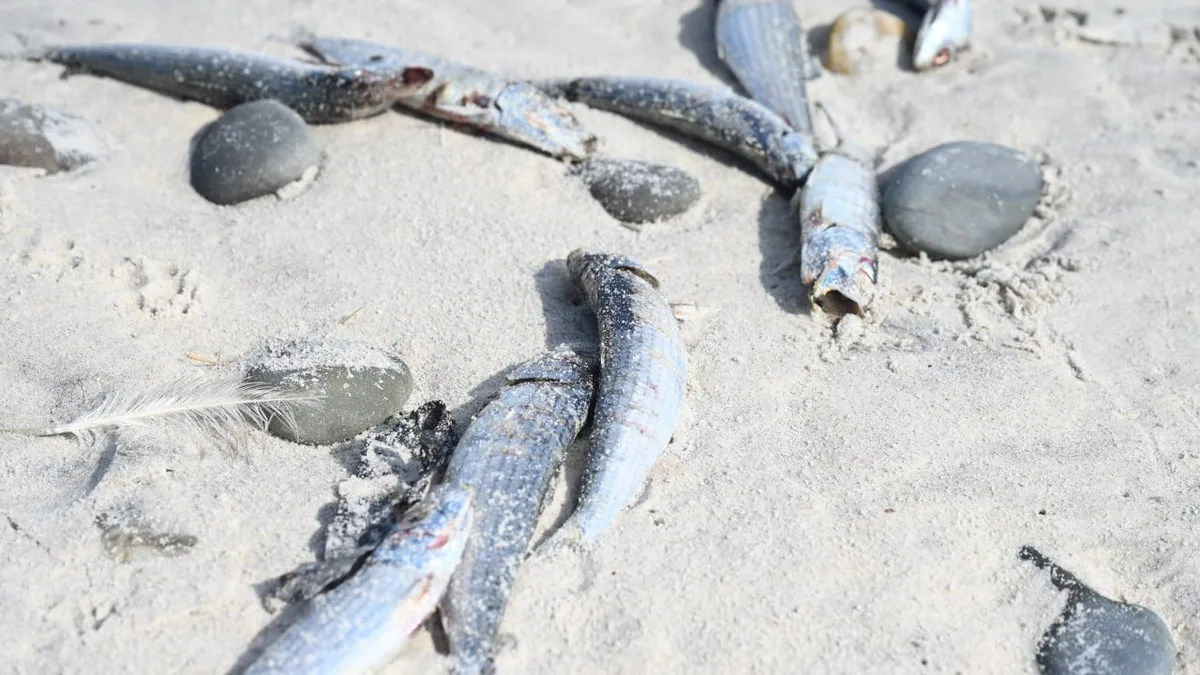 Scientists probe if herpes virus is killing sardines off South Africa