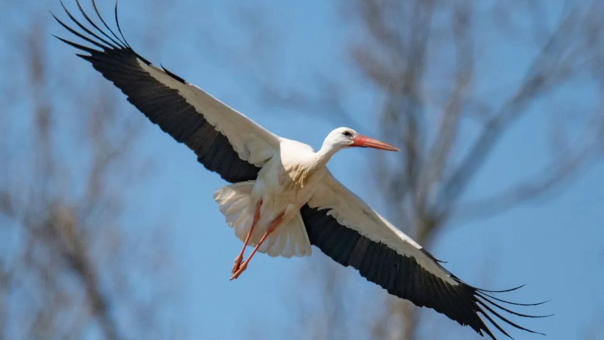 Tod durch Stromschlag?: Sorge um Pfälzer Storch „Rocky“