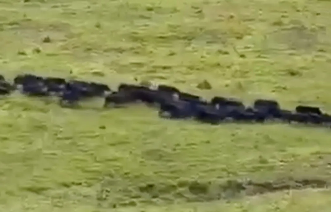 Bando de queixadas é flagrado circulando em área rural de Feijó, no Acre