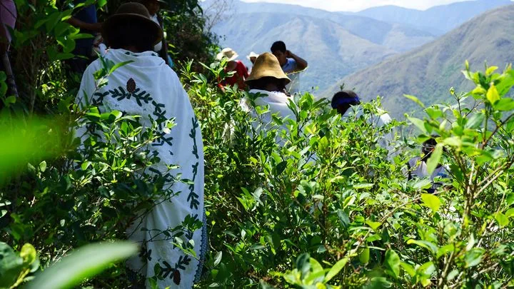 Entre trafic et tradition, les deux faces de la coca bolivienne 1/5 : Dans les Yungas de La Paz, la production ancestrale de coca