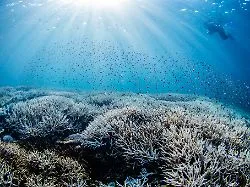 Ungewöhnlicher Zeitpunkt: Meerestemperaturen so hoch wie noch nie seit Messbeginn