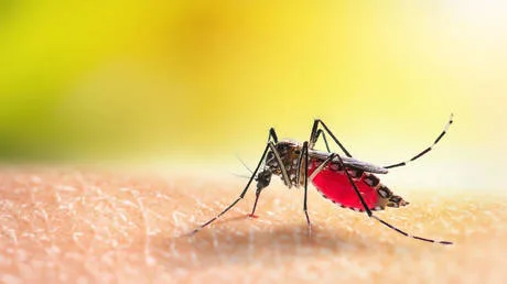 Malaria outbreak kills two workers at Germany’s busiest airport
