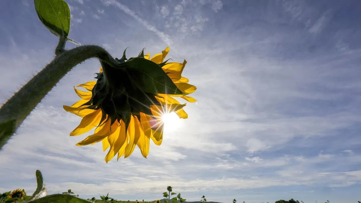 Wetter: Altweibersommer bringt bis zu 29 Grad am Wochenende
