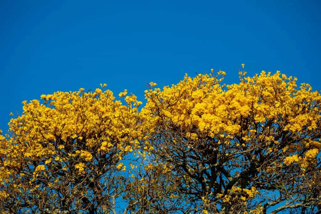 Equinócio de setembro: entenda o fenômeno que marca a chegada da primavera no Hemisfério Sul