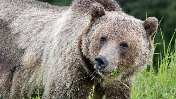 More grizzly bears killed in 2024 than any other year on record in Alberta