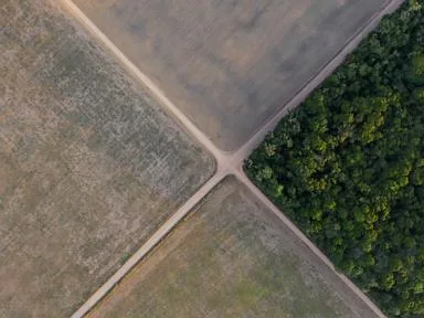 Brazil Supreme Court upholds laws that led to downfall of Amazon soy moratorium