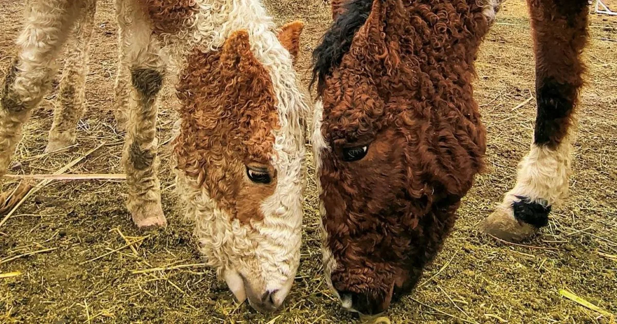 Caballos con rulos que parecen salidos de un cuento y un viaje a la Línea Sur para descubrir otra Patagonia