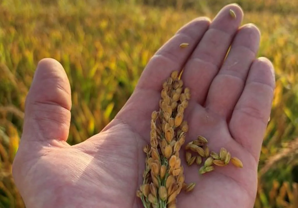 «Todo menos armas»: la importación de arroz asiático aboca a la ruina al sector español
