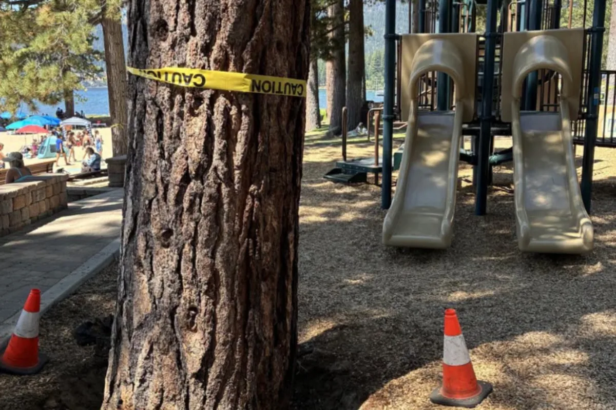 Are trees deliberately being poisoned at this private beach community? Investigators have landed upon a theory