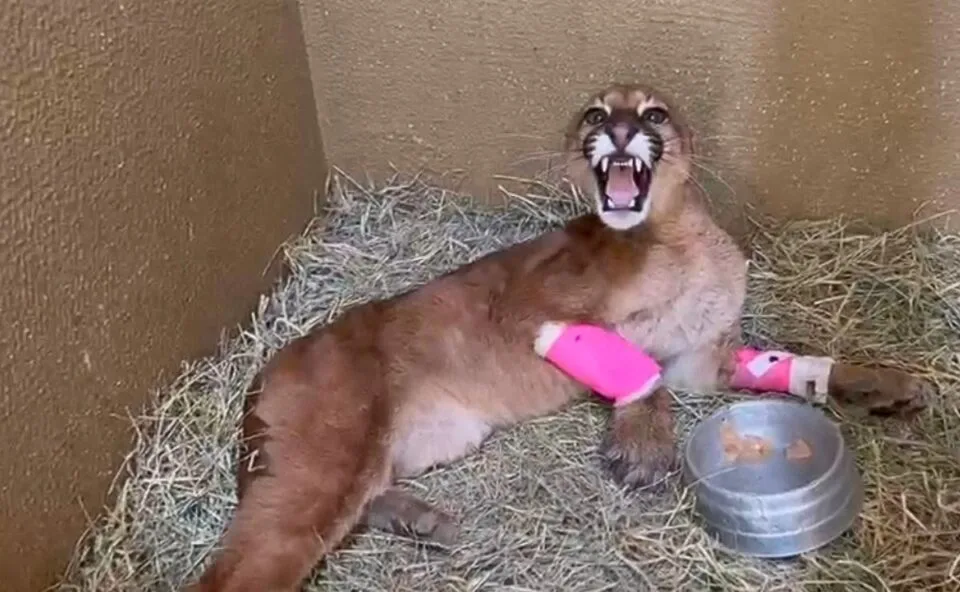 Vídeo! Filhote de onça-parda é resgatado em estado grave no Paraná e corre risco de perder uma das patas