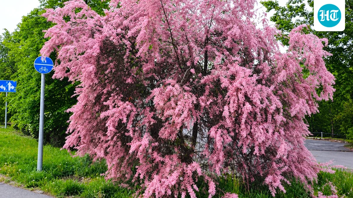 Saltcedar was planted across the West for shade and windbreaks; from 10,000 acres in 1920, the plant spread to over 1.2 million acres by the mid-1960s
