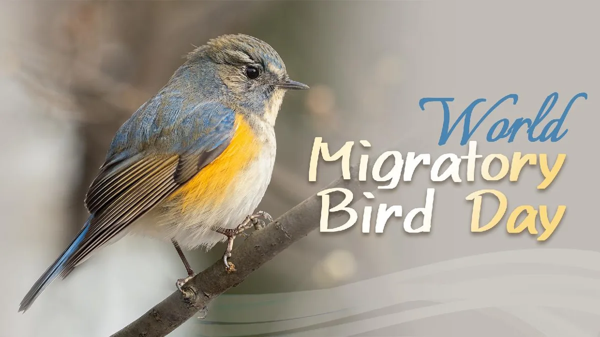 World Migratory Bird Day: Every bird counts on its autumn journey