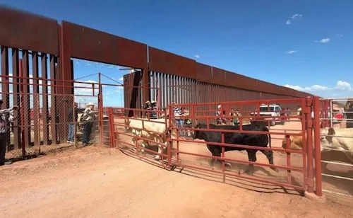 Suspenden temporalmente exportación de ganado de Sonora a EU; hay sospecha de un caso de fiebre aftosa