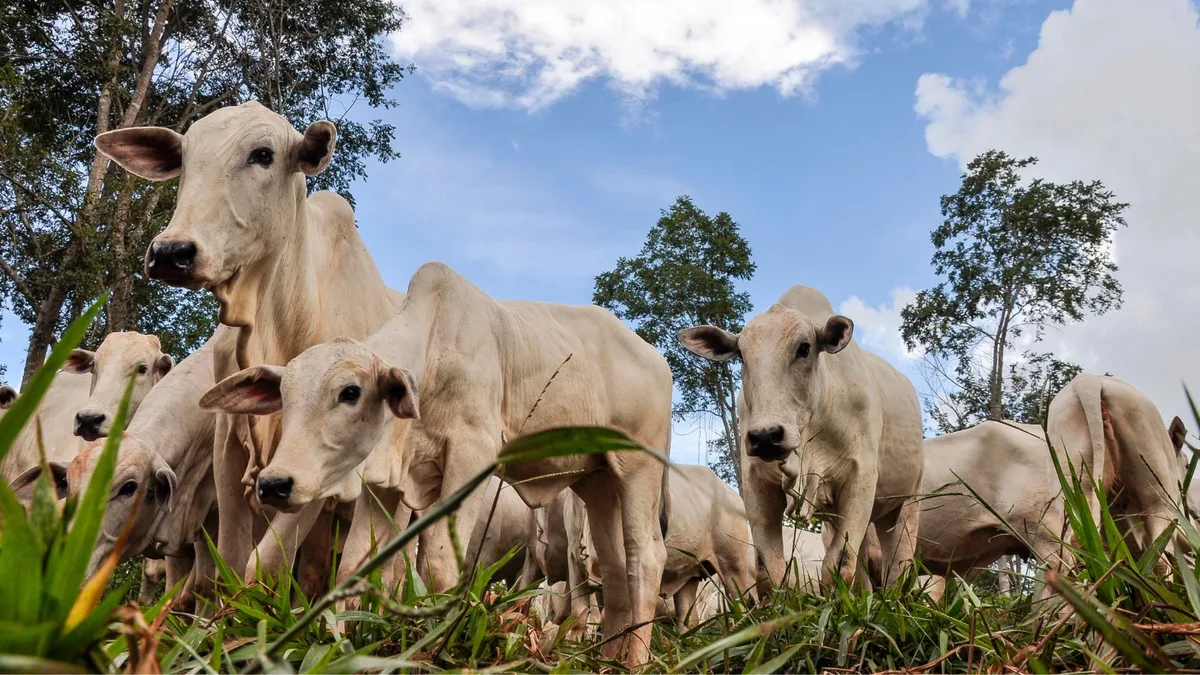 Impasse nas negocições entre frigoríficos e pecuaristas pressiona preço do boi gordo
