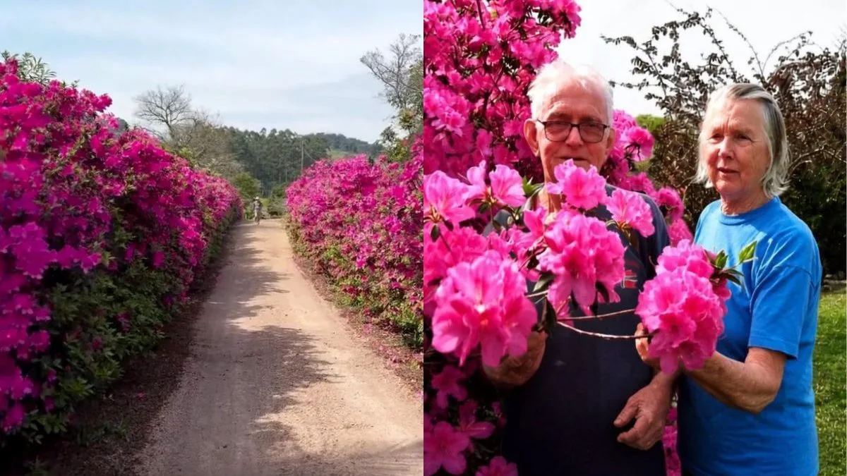 FOTOS: Espécie por trás do ‘mar de flores’ cultivado há 30 anos por casal em SC esconde antiga tradição para atrair casamento