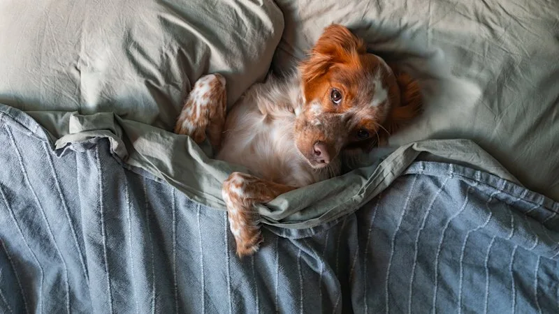 Does your pet sleep on your bed? You probably need these cleaning tips