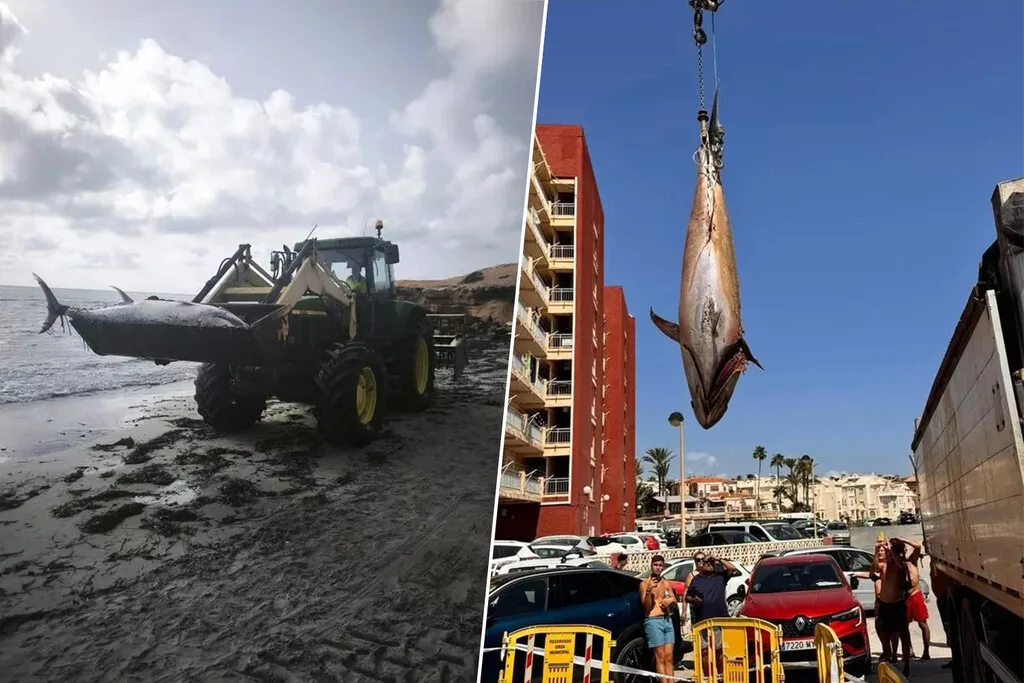 Qué demonios está pasando en las playas de Torrevieja, Orihuela y Pilar de la Horadada para que estén apareciendo varados atunes de 300 kilos