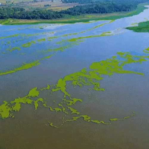 Macrófitas do Rio Pardo chegam a Bataguassu e formam extensa mancha verde