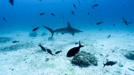 Les océans mondiaux atteignent un record de température moyenne journalière à 21,1°C