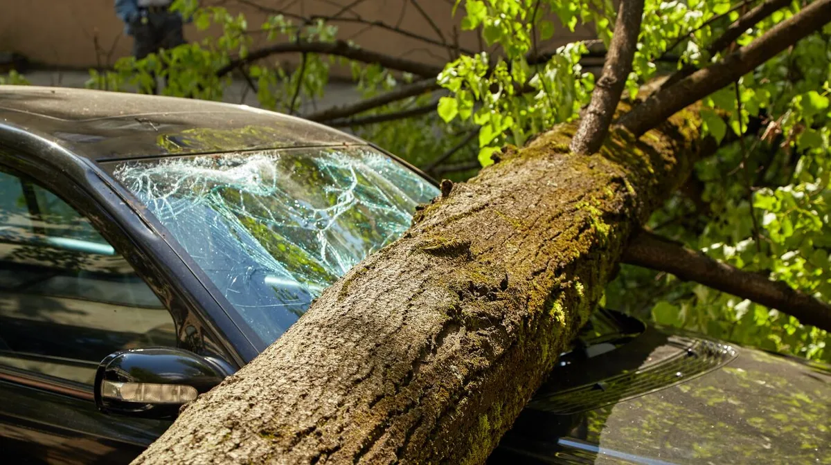 Un árbol cayó encima de su camioneta en 2005 en La Plata, pasaron 20 años y va a cobrar $5.470