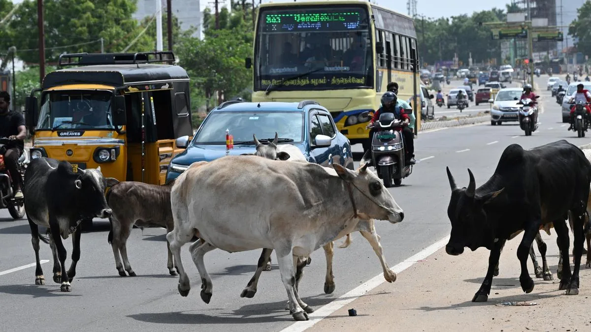 Stray cattle menace returns to roads as rain starts