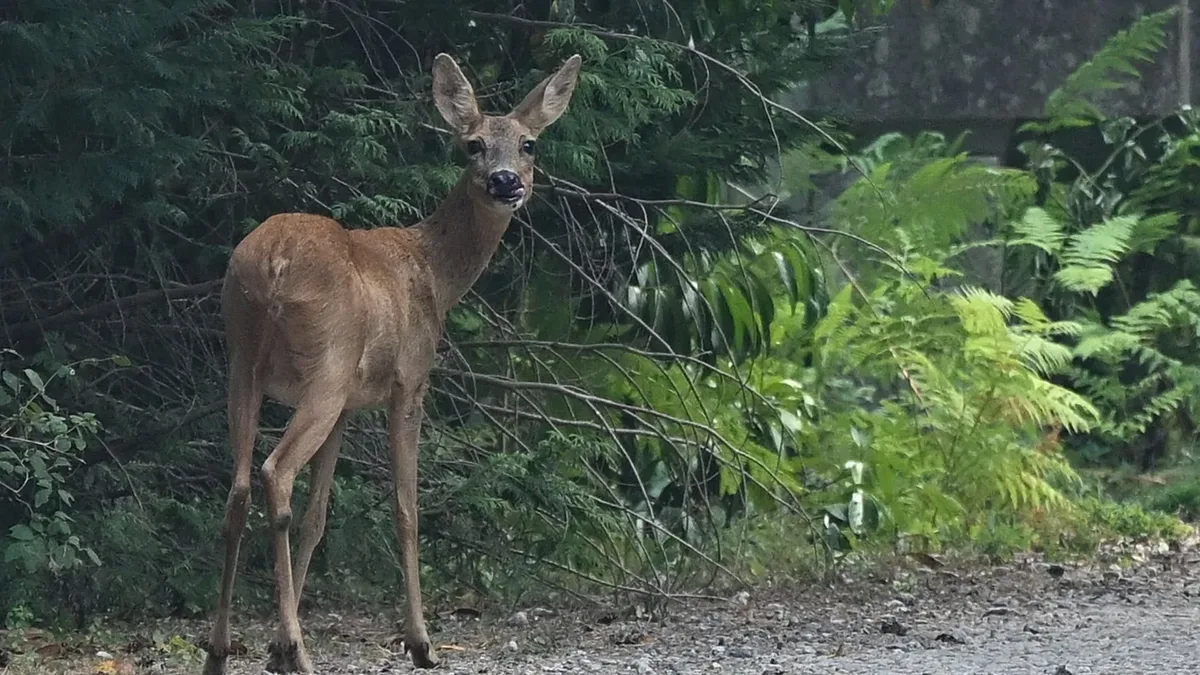 Incendios forestales y caza: cómo las llamas en Fontainebleau reabrieron el debate sobre la protección de la fauna silvestre en Francia