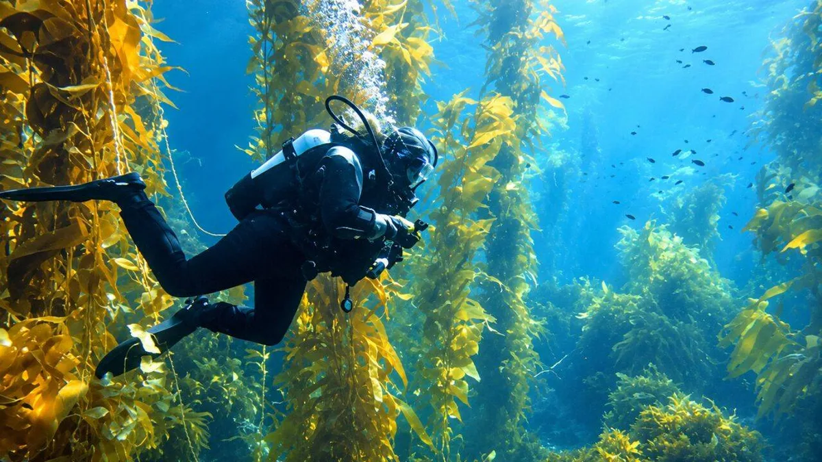 School project revives lost kelp forest with help from 15,000 students and 250 divers
