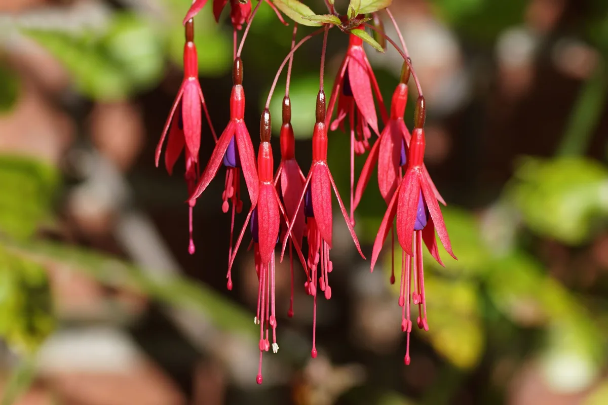 Jardin et sécheresse : ce fuchsia est capable de s’adapter au manque d’eau