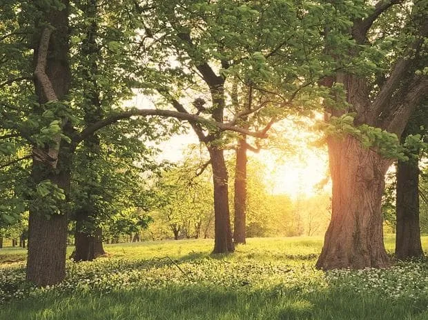 Building natural wealth