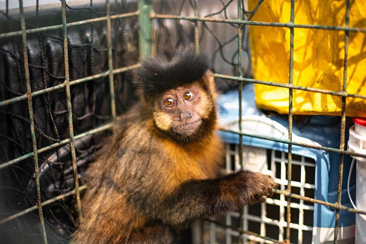 ICMBio devolve animais recuperados de ferimentos ao Parque da Tijuca