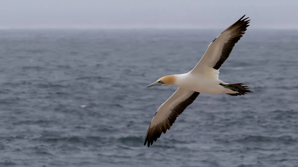 Thirty young seabirds left an island, all heading to the same sea hotspot