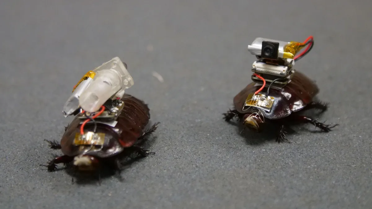 Forget robots: Scientists turn cockroaches into cyborg first responders that could save lives