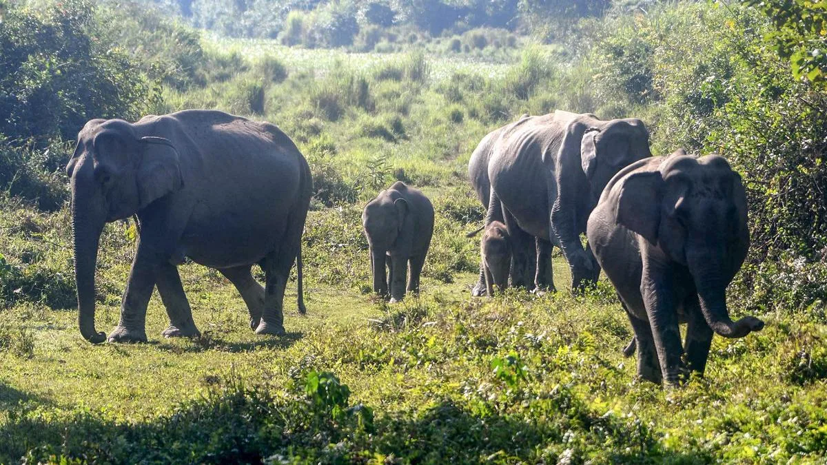 Kaziranga’s eco-sensitive zone: What changes with a smaller buffer? | In Focus Weekend