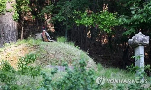 큰아버지 분묘 파헤쳐 가스 분사기로 유골 태운 60대 집유
