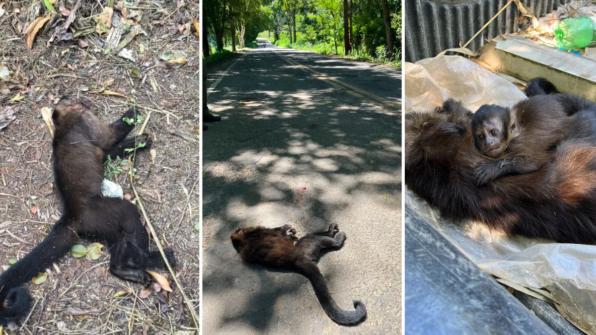 Mortes de macacos aumentam na Flona de Pacotuba no ES e chegam a 12 em 2026