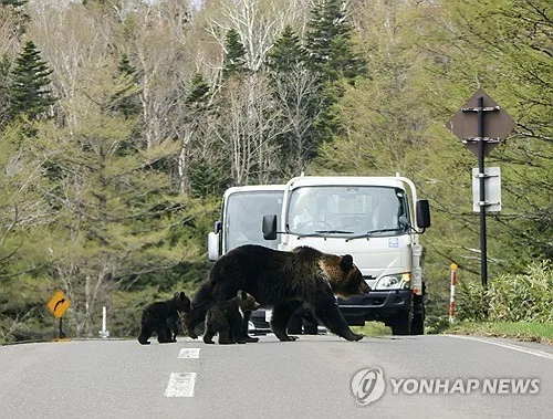 日 '곰 총기 포획' 1년…주거지 81건 신속 퇴치 성과