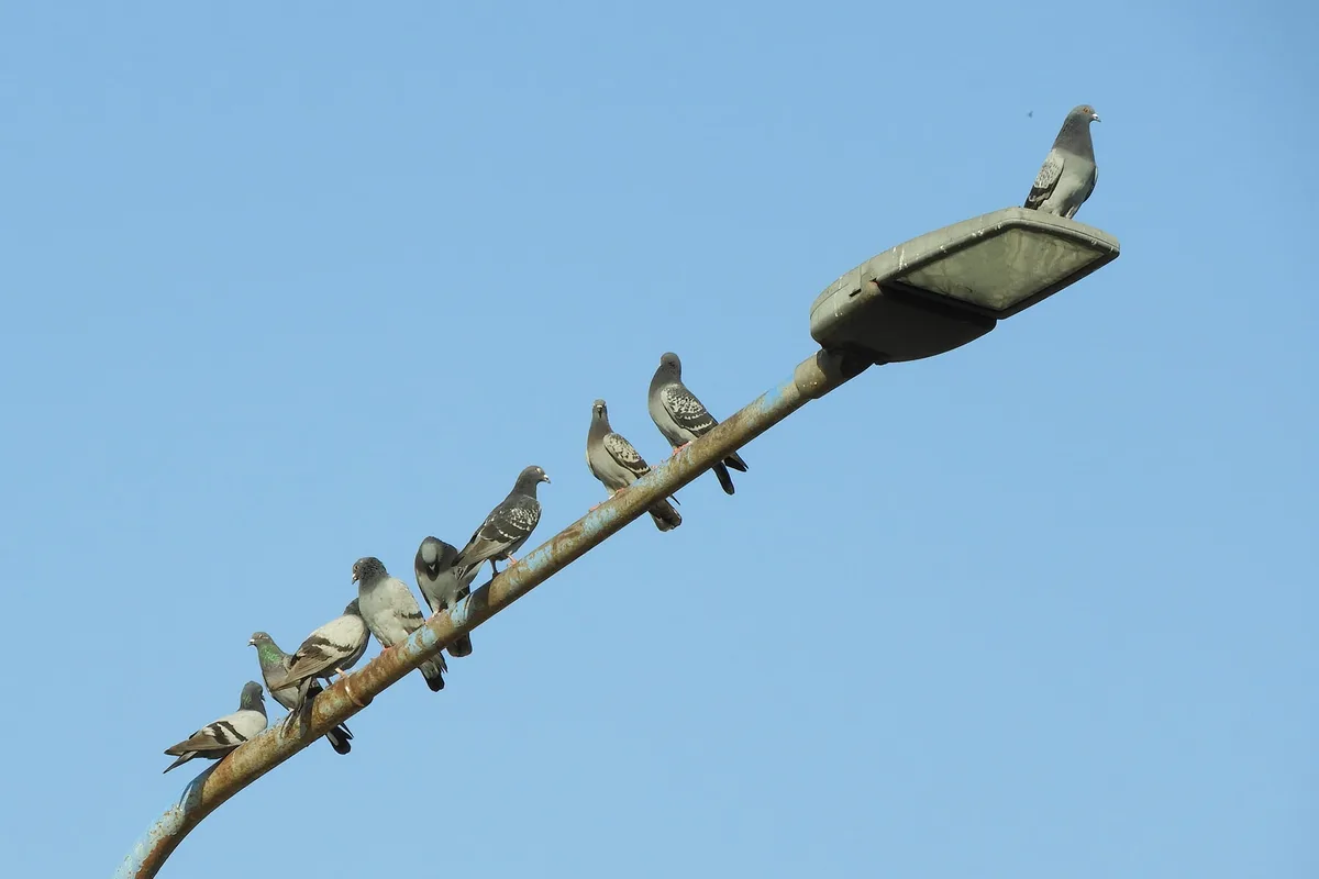 Superpoblación de aves