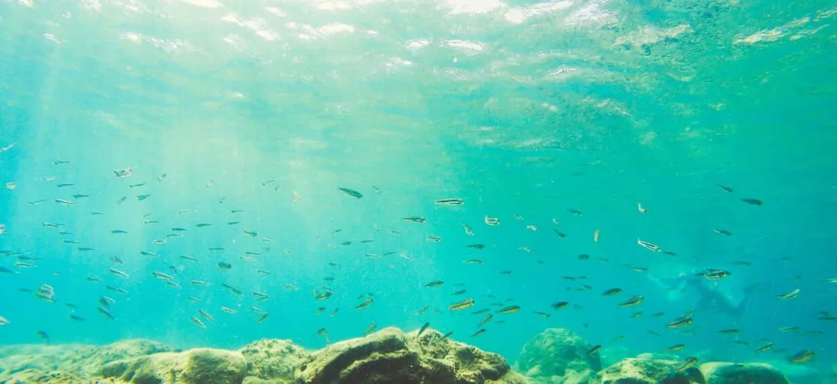 A submarine went 3,000 metres beneath the sea. What it found reveals something about us