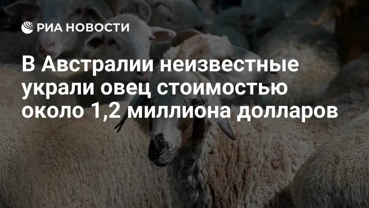 В Австралии неизвестные украли овец стоимостью около 1,2 миллиона долларов