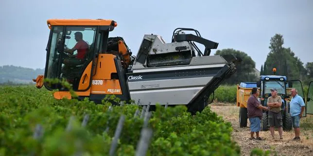 « En quarante-huit ans de métier, je n’ai jamais vu ça » : les fortes chaleurs précipitent les vendanges et font craindre de faibles rendements