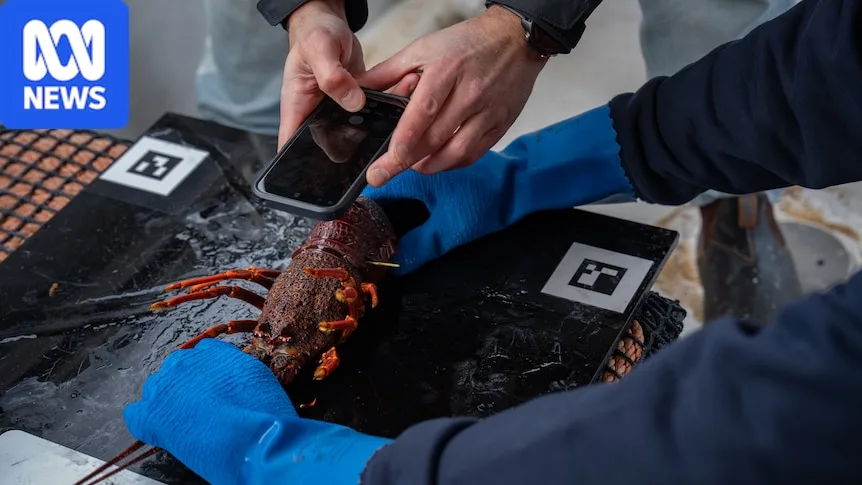 How artificial intelligence is helping the lobster industry