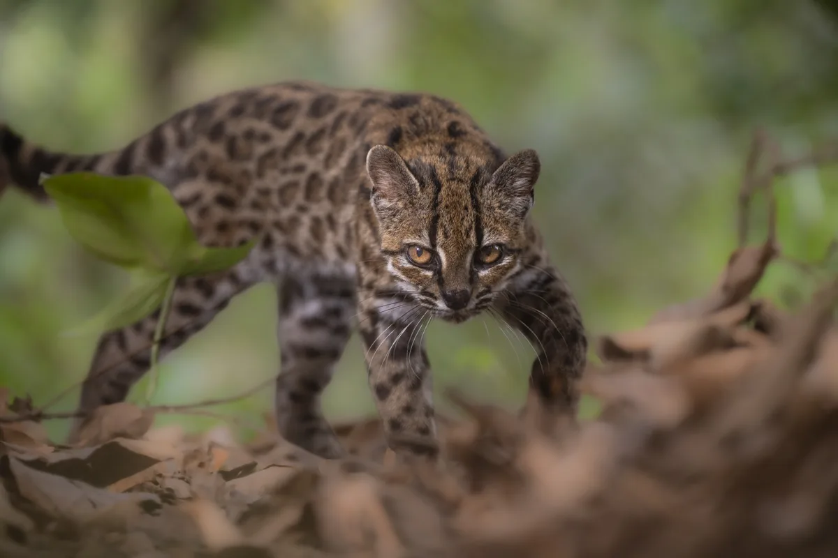 A nova espécie de ‘gato’ descoberta após mais de um século
