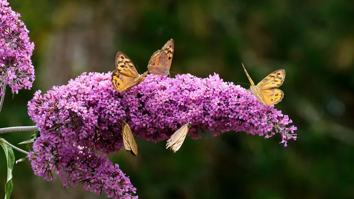 Plantes "invasives" : ce que les espèces envahissantes disent de nous