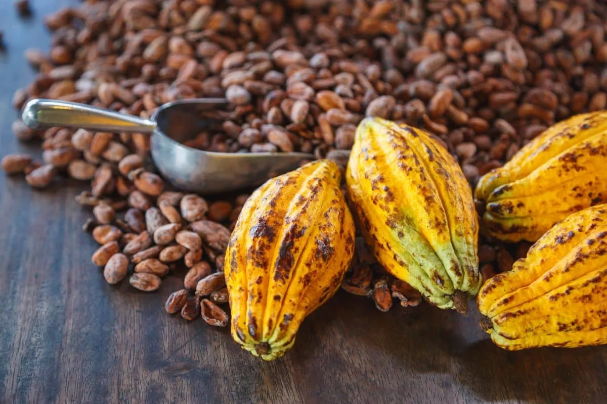 Desconhecido da maioria dos brasileiros: destino no Espírito Santo reúne rota com chocolate, cachaça e outras riquezas do cacau