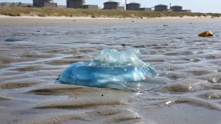 Un réacteur de nouveau arrêté à la centrale nucléaire de Gravelines en raison de la présence de méduses