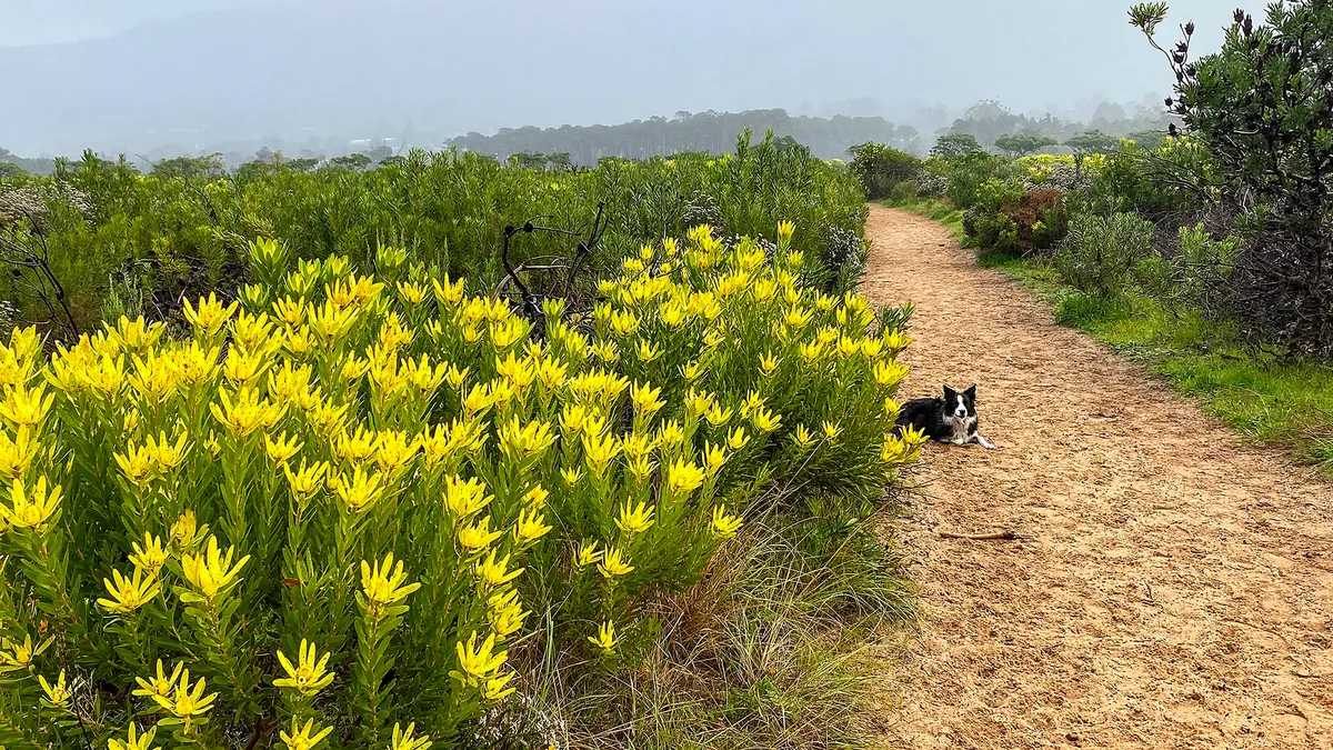 PINE PAIN: Lower Tokai fynbos ‘can recover’, but scientists divided over what comes next